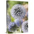 thumbnail image 1 of Global Gallery  20 x 30 in. Globethistle Blue Pearl Variety Flowers Art Print - Visionspictures, 1 of 1