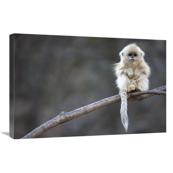 Global Gallery 20 x 30 in. Golden Snub-Nosed Monkey Juvenile - Qinling Mountains - China Art Print - Cyril Ruoso