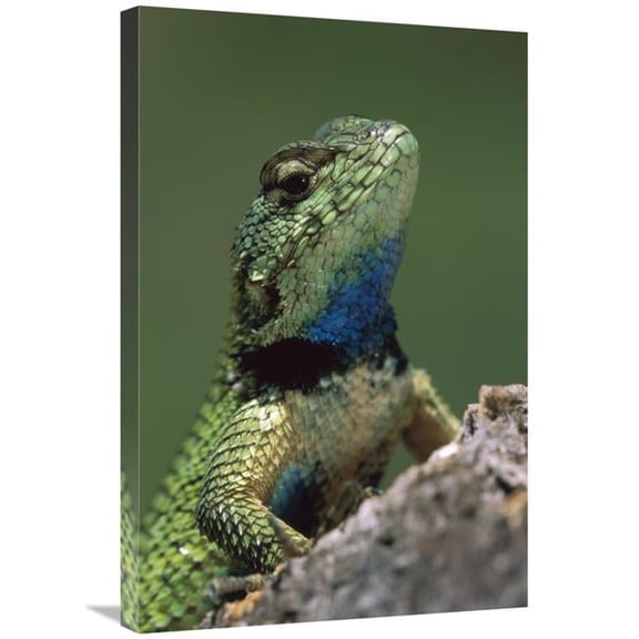 Global Gallery 20 x 30 in. Green Spiny Lizard Male - Costa Rica Art Print - Thomas Marent
