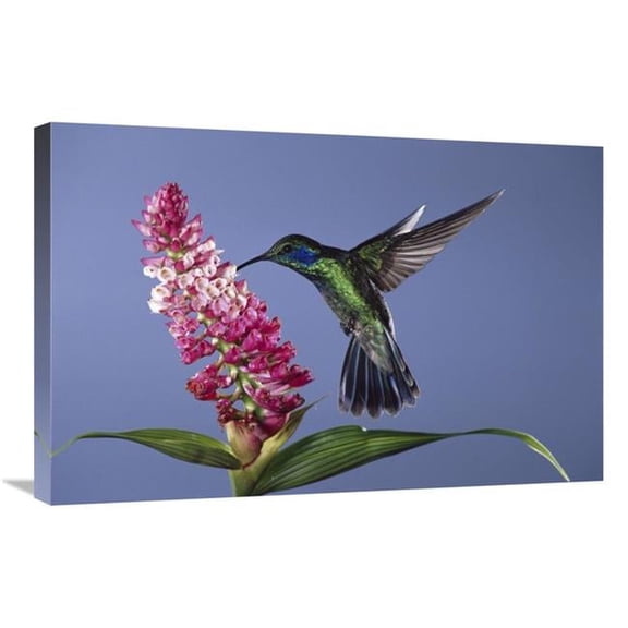 Global Gallery 20 x 30 in. Green Violet-Ear Feeding - Pollinating Epiphytic Orchid Flower - Cloud Forest Ecosystem - Costa Rica Art Print - Michael & Patricia Fogden