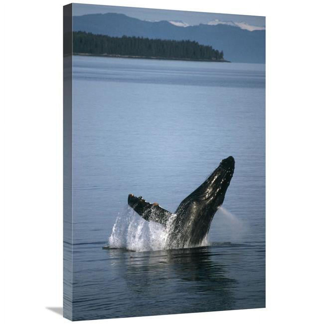 Global Gallery Humpback Whale Breaching in Summer Feeding Grounds