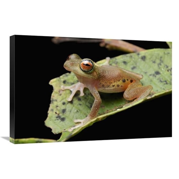 Global Gallery  20 x 30 in. Masked Treefrog - Sarawak - Borneo - Malaysia Art Print - Chien Lee