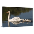 thumbnail image 1 of Global Gallery  20 x 30 in. Mute Swan with Cygnets - Kensington Metropark - Milford - Michigan Art Print - Steve Gettle, 1 of 1