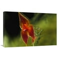 thumbnail image 1 of Global Gallery  20 x 30 in. Orchid Blossoms - Finca Darcula Orchid Sanctuary - Panama Art Print - Christian Ziegler, 1 of 1