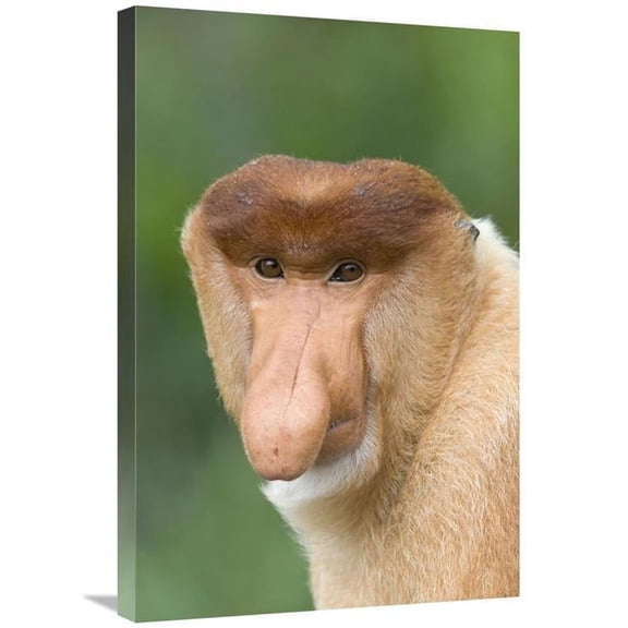 Global Gallery 20 x 30 in. Proboscis Monkey Male - Sabah - Malaysia Art Print - Suzi Eszterhas