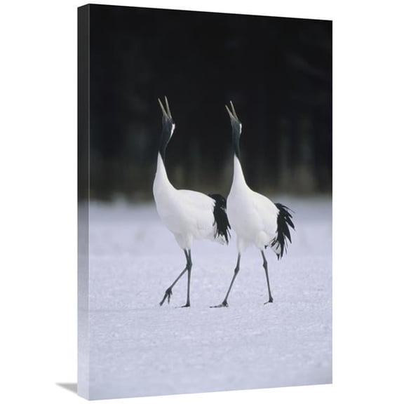 Global Gallery  20 x 30 in. Red-Crowned Crane Pair Calling During Courtship Dance At Their Wintering Grounds - Hokkaido - Japan Art Print - Konrad Wothe