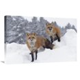 thumbnail image 1 of Global Gallery  20 x 30 in. Red Fox Pair in Snow Fall Showing the Black & Red Markings of Their Cross Phase - Montana Art Print - Tim Fitzharris, 1 of 1