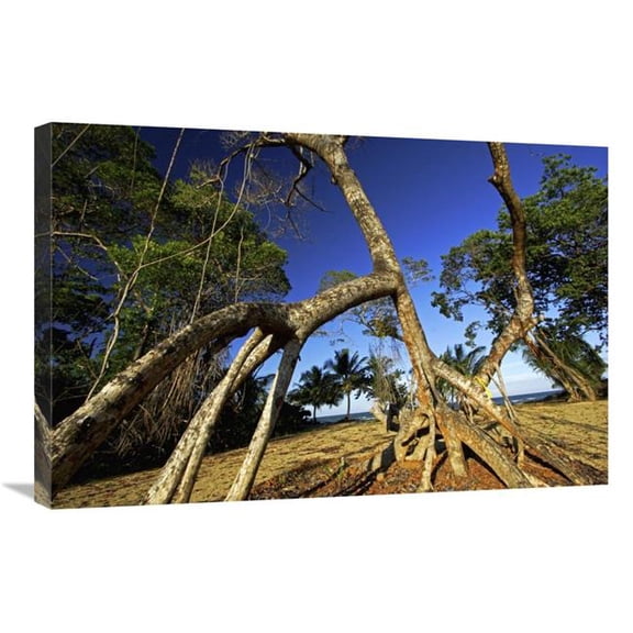 Global Gallery 20 x 30 in. Red Mangrove Left Standing in Old Growth Stands That Were Clear Cut for Tourist Housing - Hopkins - Belize Art Print - Christian Ziegler