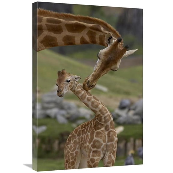 Global Gallery  20 x 30 in. Rothschild Giraffe Mother Nuzzling Calf - Native to Africa Art Print - San Diego Zoo