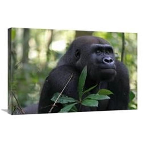 Global Gallery 20 x 30 in. Silverback Gorilla - Gabon Art Print - Cyril Ruoso