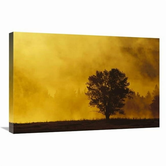 Global Gallery 20 x 30 in. Sunrise Through Thermal Fog & Lone Tree - Near Snake River - Grand Teton National Park - Wyoming Art Print - Gerry Ellis