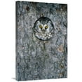 thumbnail image 1 of Global Gallery  20 x 30 in. Tengmalms Owl or Boreal Owl Peaking Through Hole in Tree - Sweden Art Print - Konrad Wothe, 1 of 1