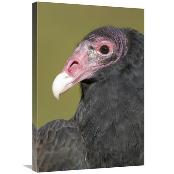 Global Gallery 20 x 30 in. Turkey Vulture - Howell Nature Center - Michigan Art Print - Steve Gettle