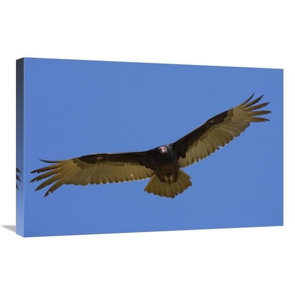 Global Gallery  20 x 30 in. Turkey Vulture Soaring Overhead, Native to North America Art Print - San Diego Zoo