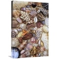 thumbnail image 1 of Global Gallery  20 x 30 in. Various Conch - Cowry - Clam & Other Marine Shells Art Print - Rinie Van Meurs, 1 of 1