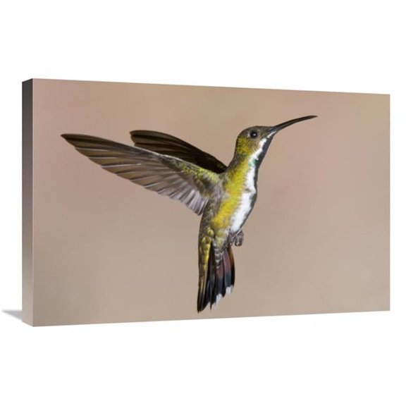 Global Gallery  20 x 30 in. Veraguan Mango Hummmingbird Female Flying - Costa Rica Art Print - Steve Gettle