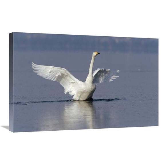 Global Gallery 20 x 30 in. Whooper Swan Flapping Wings - Lake Kussharo-Ko - Hokkaido - Japan Art Print - Konrad Wothe