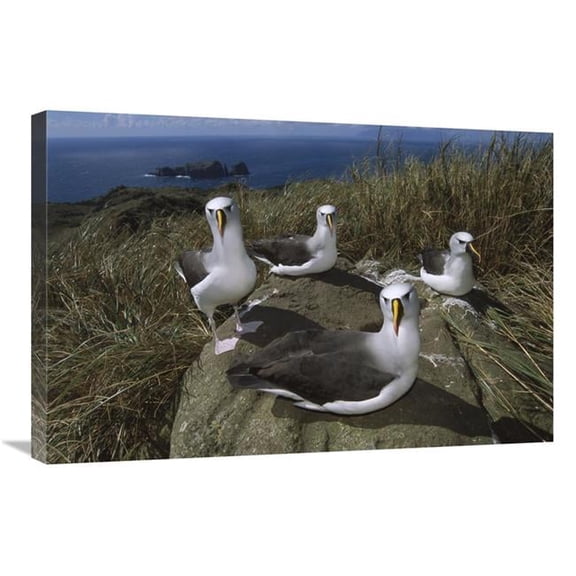 Global Gallery 20 x 30 in. Yellow-Nosed Albatross Group - Tristan Da Cunha - South Atlantic Art Print - Tui De Roy