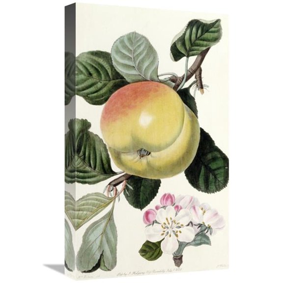 Global Gallery  22 in. Apple Art Print - John Lindley
