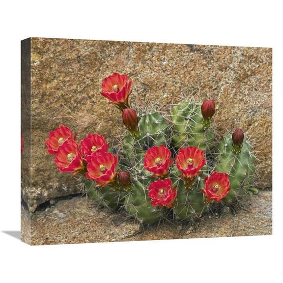 Global Gallery  22 in. Claret Cup Cactus Flowering - Utah Art Print - Tim Fitzharris