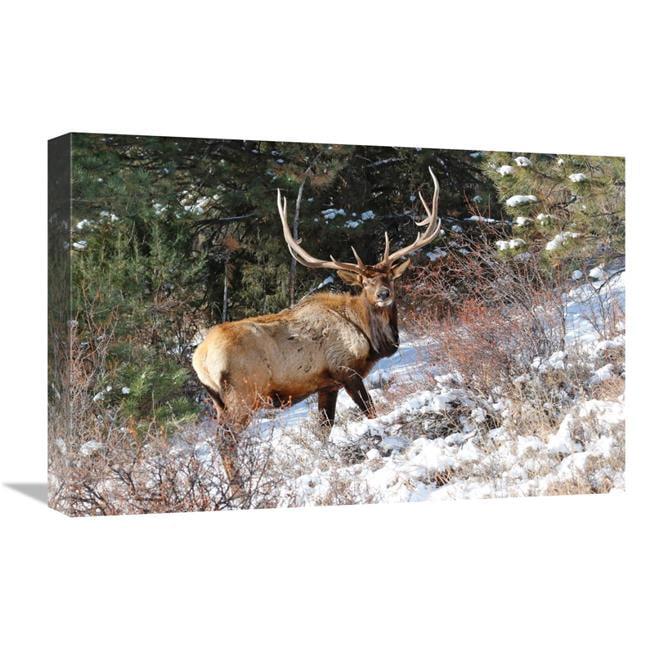 Global Gallery 22 in. Curiosity Art Print - Vic Schendel - Walmart.com