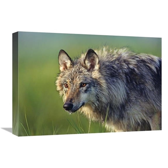 Global Gallery  22 in. Gray Wolf - Native to North America Art Print - Tim Fitzharris