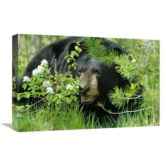 Global Gallery  22 in. Lounging Black Bear Art Print - Vic Schendel