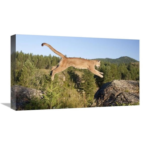 Global Gallery 22 in. Mountain Lion Jumping - Montana. Sequence 1 of 2 Art Print - Matthias Breiter