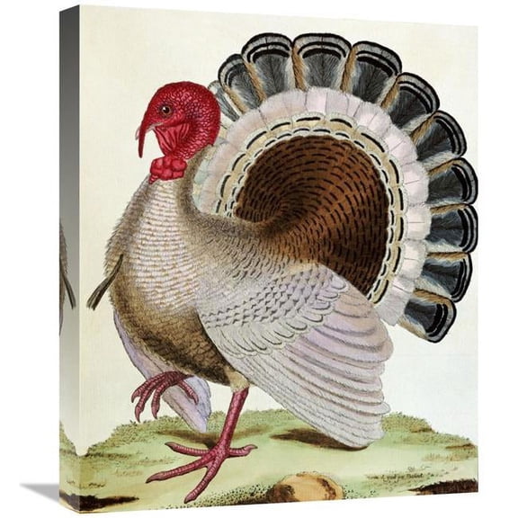 Global Gallery  22 in. Turkey Art Print - Georges-Louis Leclerc Buffon