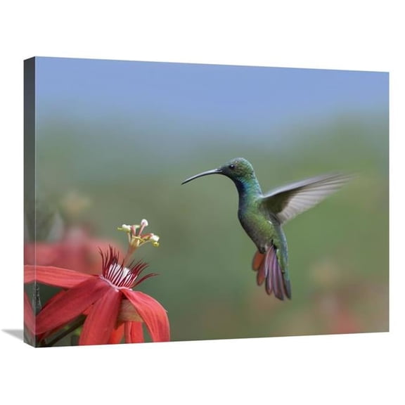 Global Gallery  22 x 28 in. Green-Breasted Mango Hummingbird - Male Foraging - Costa Rica Art Print - Tim Fitzharris