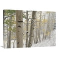 thumbnail image 1 of Global Gallery  24 x 32 in. Aspens with Snow - Gunnison National Forest - Colorado Art Print - Tim Fitzharris, 1 of 1