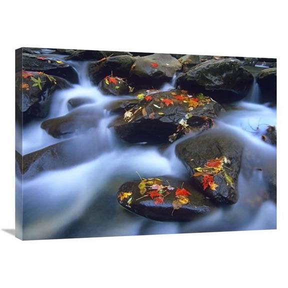 Global Gallery 24 x 32 in. Autumn Leaves on Wet Boulders in Stream - Great Smoky Mountains National Park - North Carolina Art Print - Tim Fitzharris