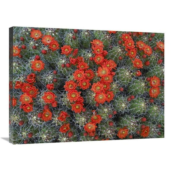 Global Gallery  24 x 32 in. Claret Cup Cactus Detail of Flowers in Bloom - North America Art Print - Tim Fitzharris