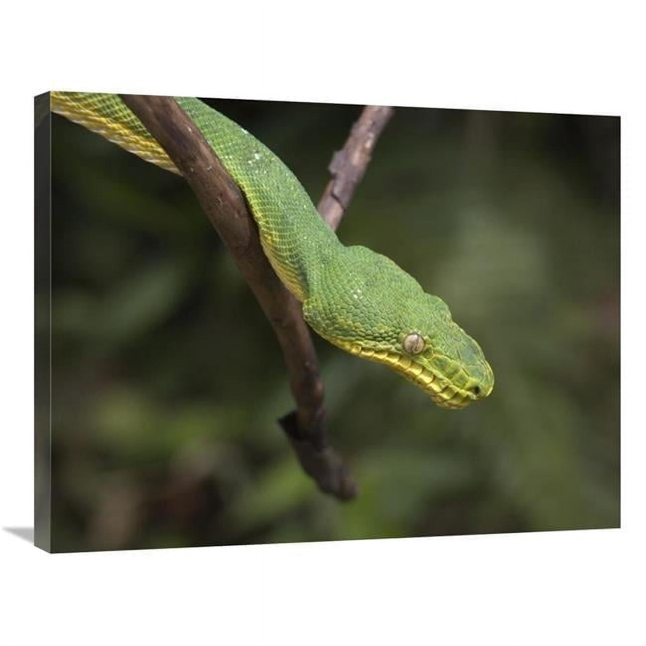 Printable Tree Boa Global Gallery 24 x 32 in. Emerald Tree Boa in Tree - Costa Rica Art ...