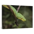 thumbnail image 1 of Global Gallery  24 x 32 in. Emerald Tree Boa in Tree - Costa Rica Art Print - Tim Fitzharris, 1 of 1