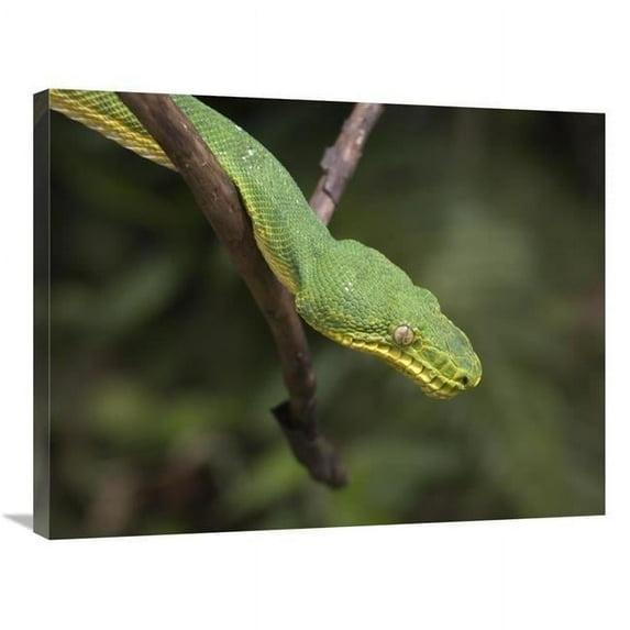 Global Gallery 24 x 32 in. Emerald Tree Boa in Tree - Costa Rica Art Print - Tim Fitzharris