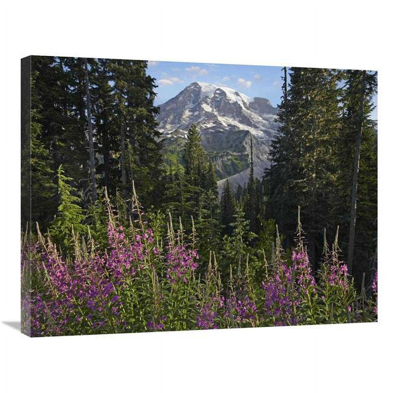 Global Gallery 24 x 32 in. Fireweed Flowering & Mount Rainier, Mount ...