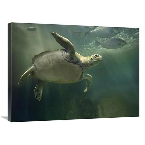 Global Gallery 24 x 32 in. Green Sea Turtle & Fish - Sabah - Malaysia Art Print - Tim Fitzharris