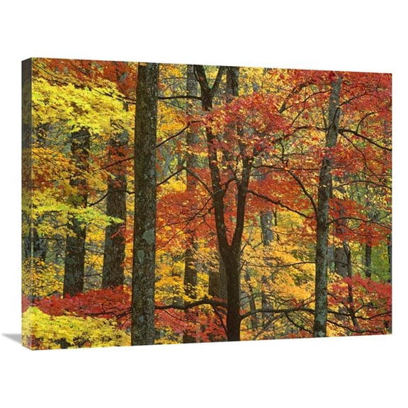 Global Gallery  24 x 32 in. Maple Trees in Autumn - Great Smoky Mountains National Park - Tennessee Art Print - Tim Fitzharris