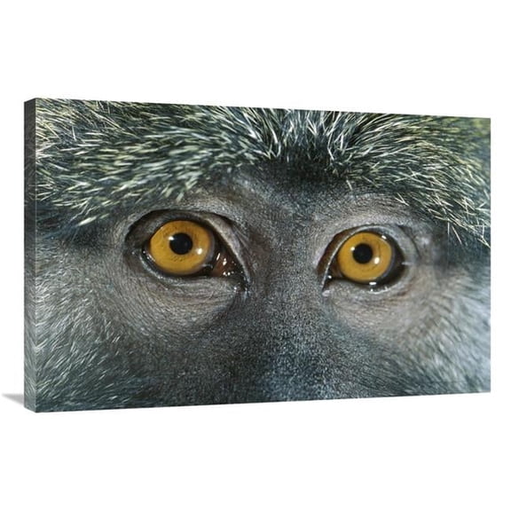Global Gallery 24 x 36 in. Allens Swamp Monkey Detail of Eyes - Native to Africa Art Print - Michael Durham