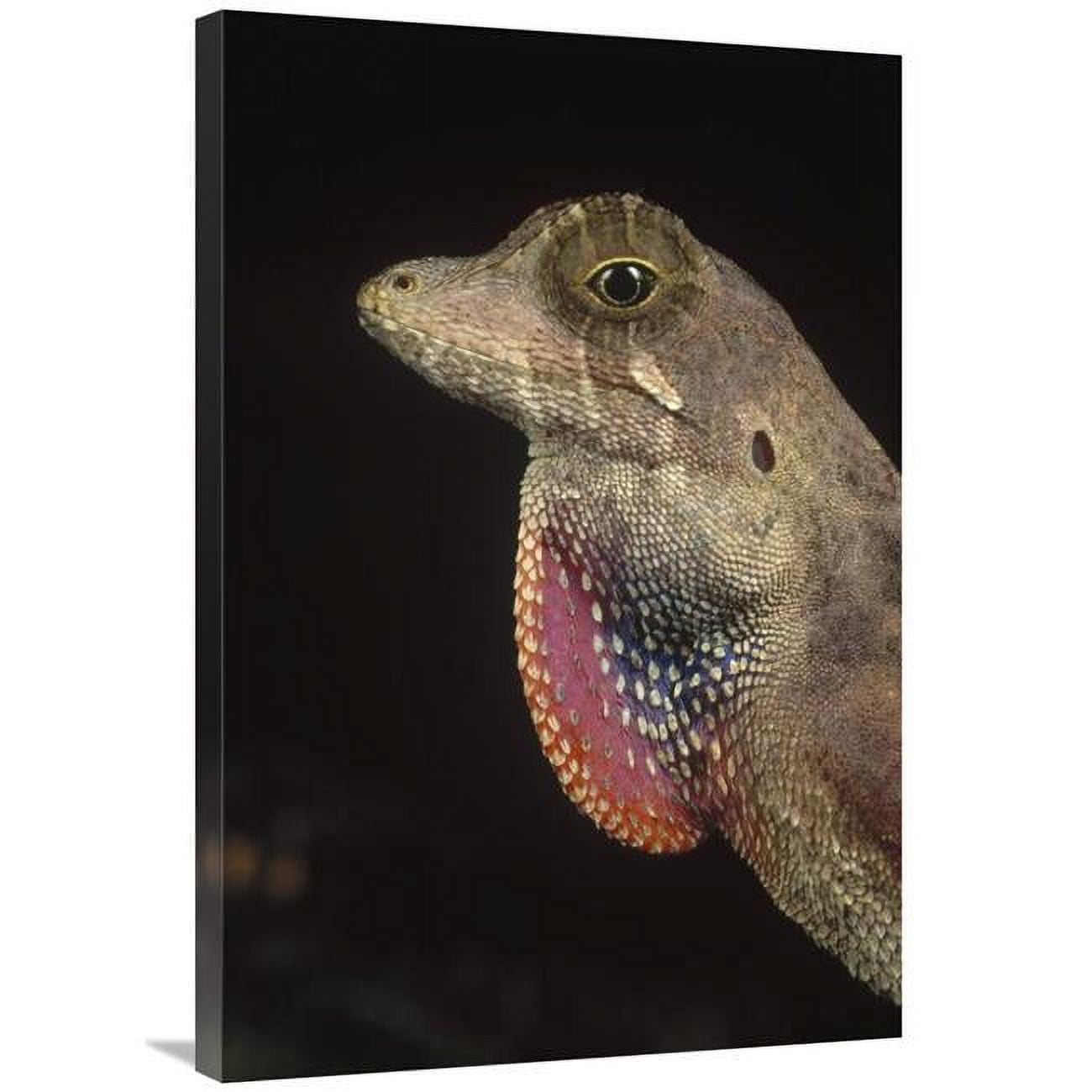 Global Gallery 24 x 36 in. Anolis Lizard Portrait, Peru Art Print ...