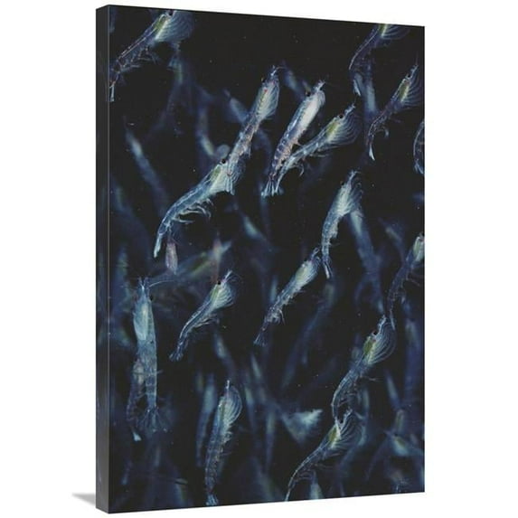 Global Gallery 24 x 36 in. Antarctic Krill Schooling Underwater - Antarctica Art Print - Flip Nicklin