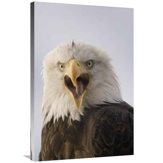 Global Gallery 24 x 36 in. Bald Eagle Calling - Alaska Art Print - Michael Quinton