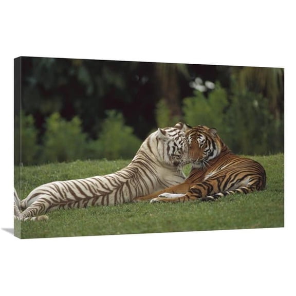 Global Gallery  24 x 36 in. Bengal Tiger Affectionate Pair - One with Normal Coloration & the Other A Melanistic White Morph - India Art Print - Konrad Wothe