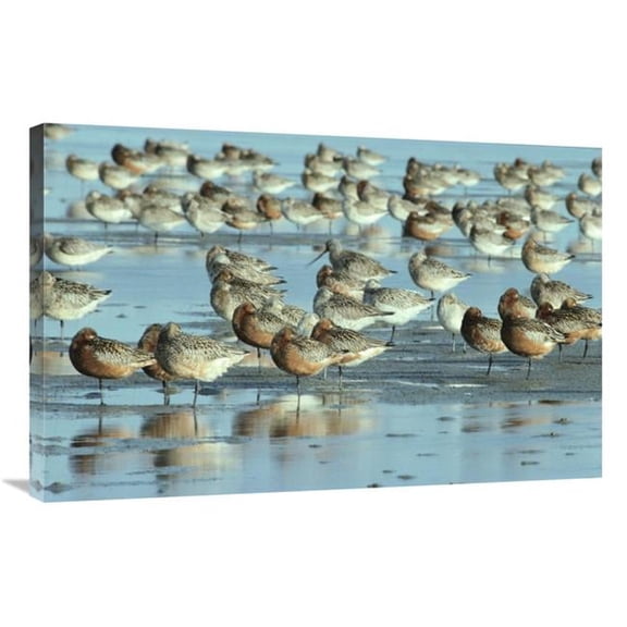 Global Gallery  24 x 36 in. Black-Tailed Godwit Flock Resting in Estuary at High-Tide - Europe Art Print - Flip De Nooyer
