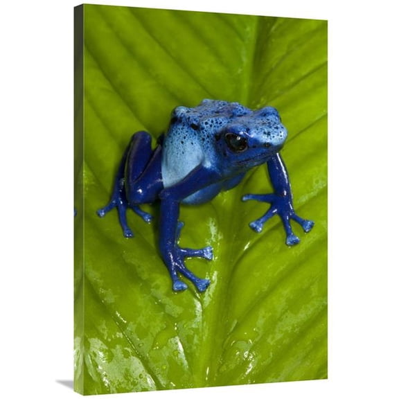 Global Gallery  24 x 36 in. Blue Poison Dart Frog Very Tiny Poisonous Frog - Native to South America Art Print - San Diego Zoo