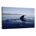 thumbnail image 1 of Global Gallery  24 x 36 in. Blue Whale Tail - Sea of Cortez - Mexico Art Print - Flip Nicklin, 1 of 1