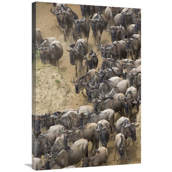 Global Gallery 24 x 36 in. Blue Wildebeest Herd Approaching the Mara River - Masai Mara National Reserve - Kenya Art Print - Suzi Eszterhas