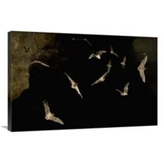 Global Gallery 24 x 36 in. Brazilian Free-Tailed Bat Group Emerging From James Eckert River Bat Cave at Dusk, Texas Art Print - Michael Durham