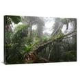 thumbnail image 1 of Global Gallery 24 x 36 in. Bromeliad & Tree Fern At 1600 Meters Altitude in Tropical Rainforest - Sierra Nevada De Santa Marta National Park - Colombia Art Print - Cyril Ruoso, 1 of 1